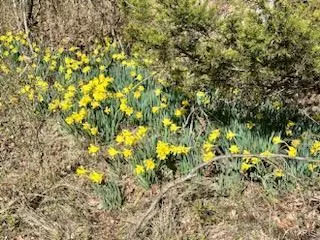 Bucyrus, MO 65444,8890 Highway 17