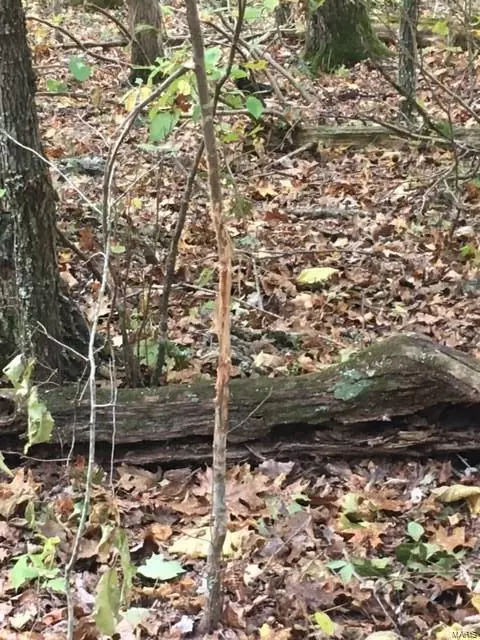 Richwoods, MO 63071,10 State Route T