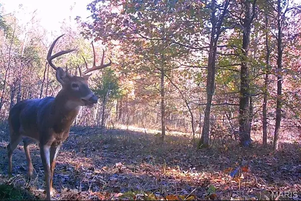 Fairdealing, MO 63939,00 Hwy. BB