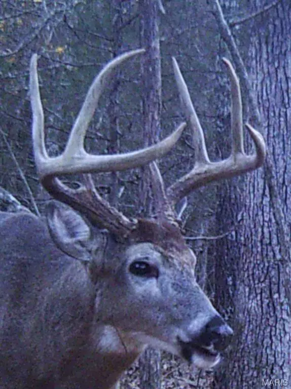 Farmington, MO 63640,4240 Cartee Rd
