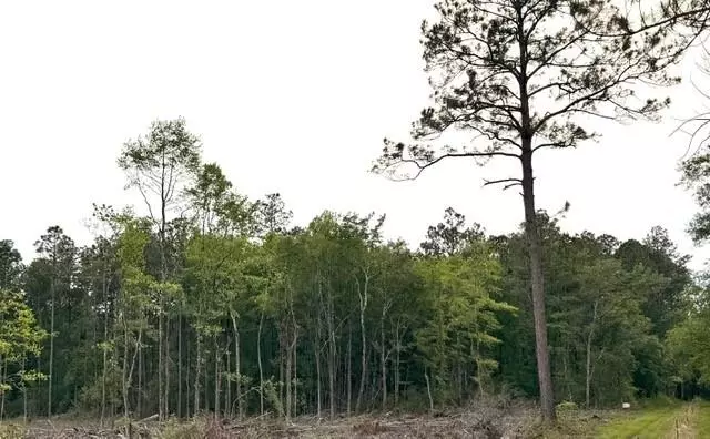 Satsuma, AL 36572,0 Grimsley RD