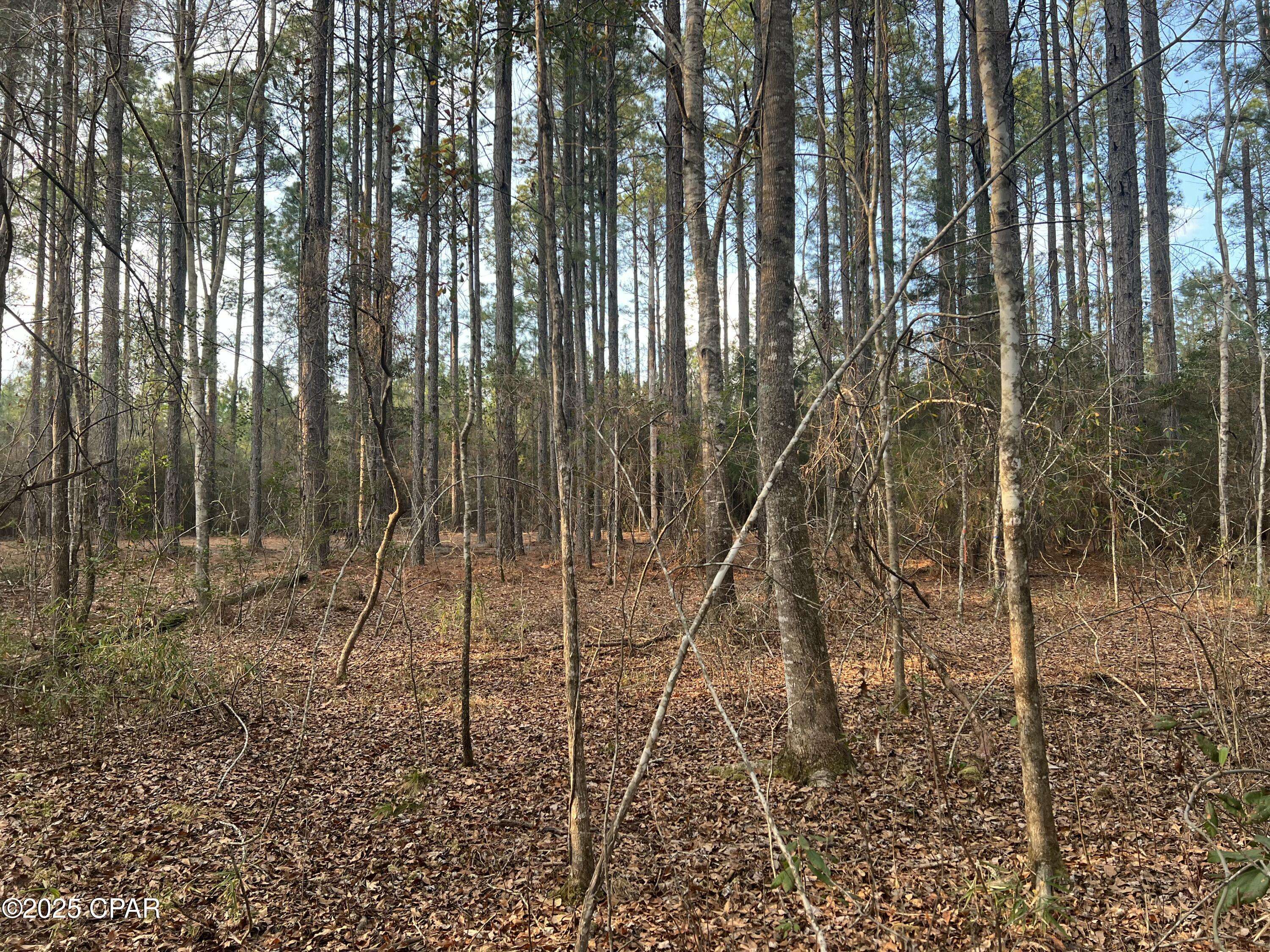 Bonifay, FL 32425,TBD White Oak LN