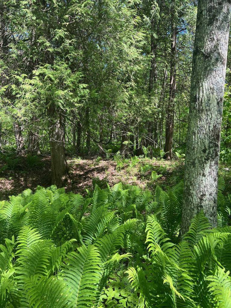 Oconto, WI 54153,BELL BRIDGE ROAD