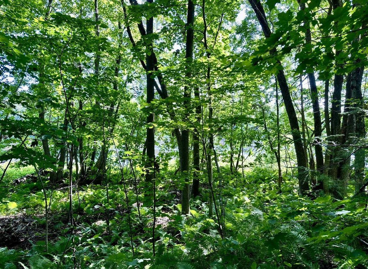 Porterfield, WI 54159,TWIN PINE LANE