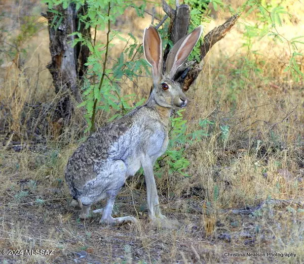 Arivaca, AZ 85601,35700 S Cedar Creek Road