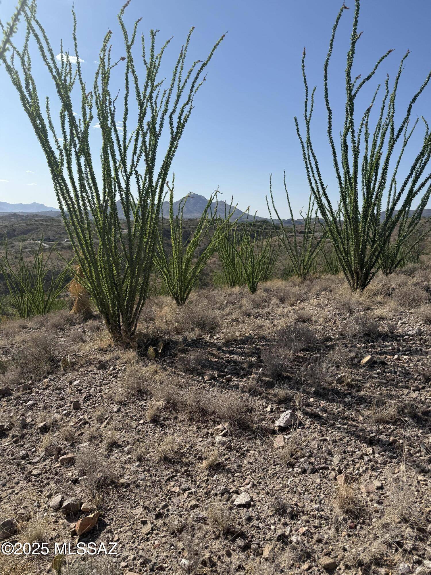 467 Brizza Bonell  #41, Rio Rico, AZ 85648