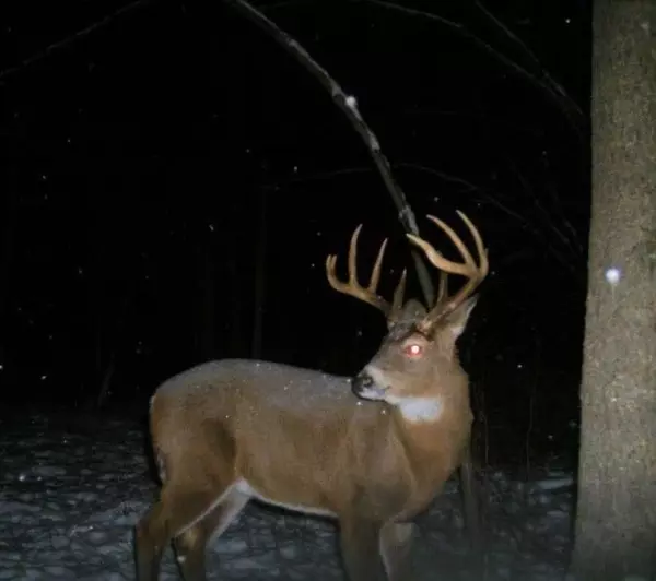 Bruce, WI 54819,110 Acres County Road O