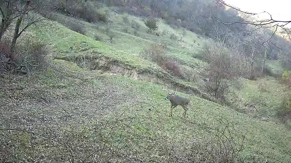 Lot 1 329 ACRES COUNTY ROAD S, Boscobel, WI 53805