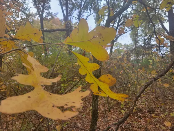 Grand Marsh, WI 53936,Lot 17 10th Lane