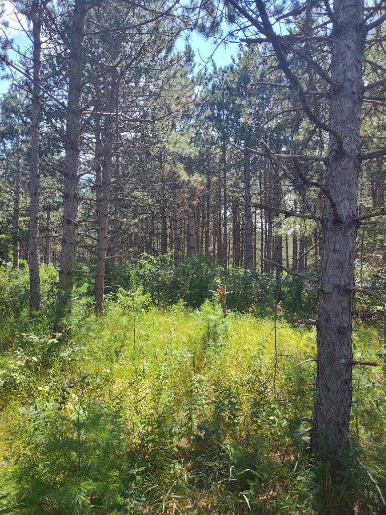 Arkdale, WI 54613,Lot 114 County Road Z