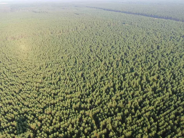 Nekoosa, WI 54457,40 AC Adams Avenue