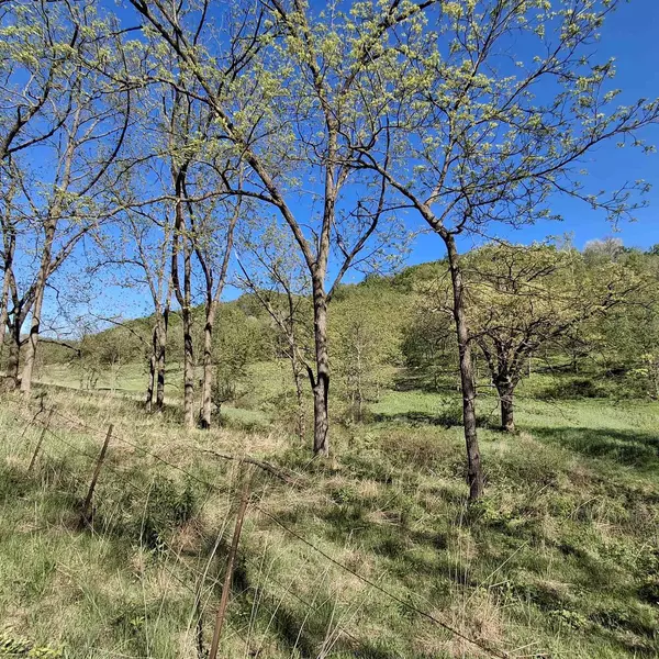 Richland Center, WI 53581,40 Acre Lot Walnut Lane