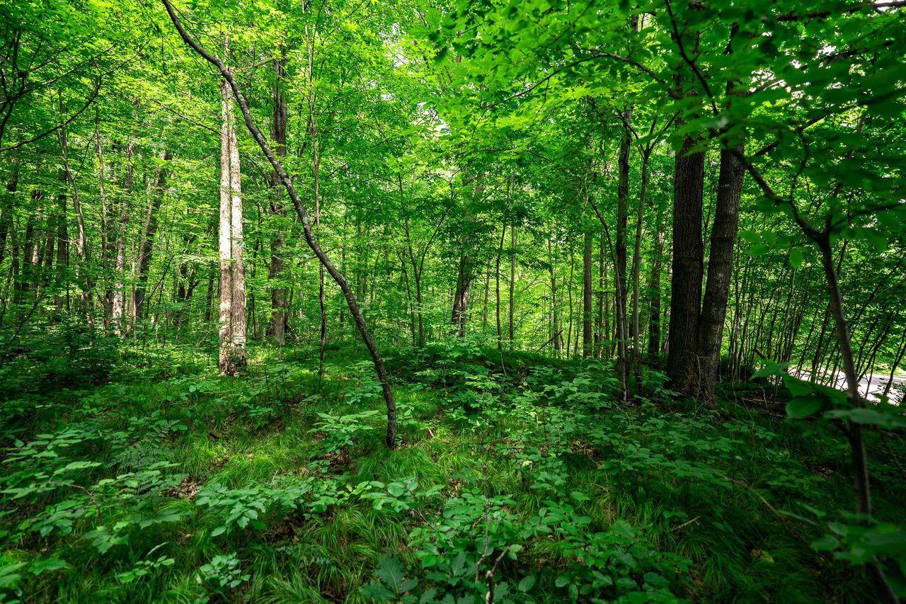 13.33 acres Oak Ridge Road, Conrath, WI 54731
