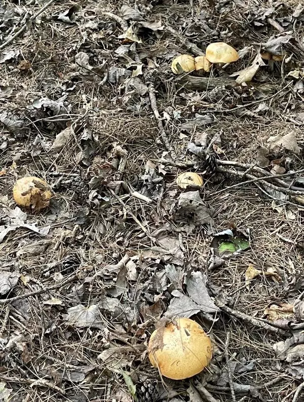 Lyndon Station, WI 53944,N3149 24th Avenue