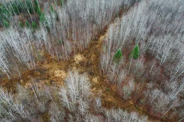 +/-40 Acres PIRUS ROAD, Withee, WI 54498