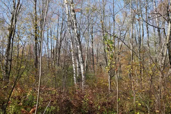 Westboro, WI 54490,W11700 COUNTY ROAD D