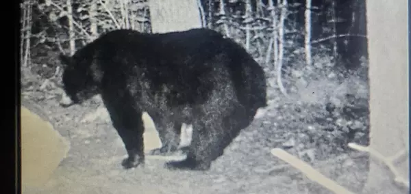 Glidden, WI 54527,17378 RIGHT OF WAY ROAD