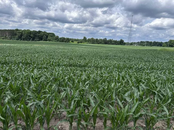 Wittenberg, WI 54499,02 LIBERTY DRIVE