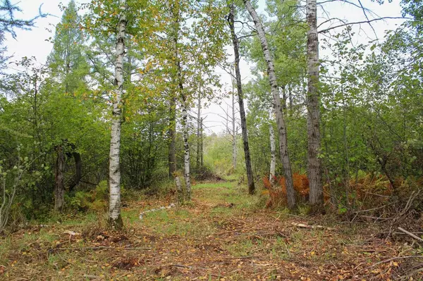 +/-17.8 Acres DIVISION DRIVE, Medford, WI 54451