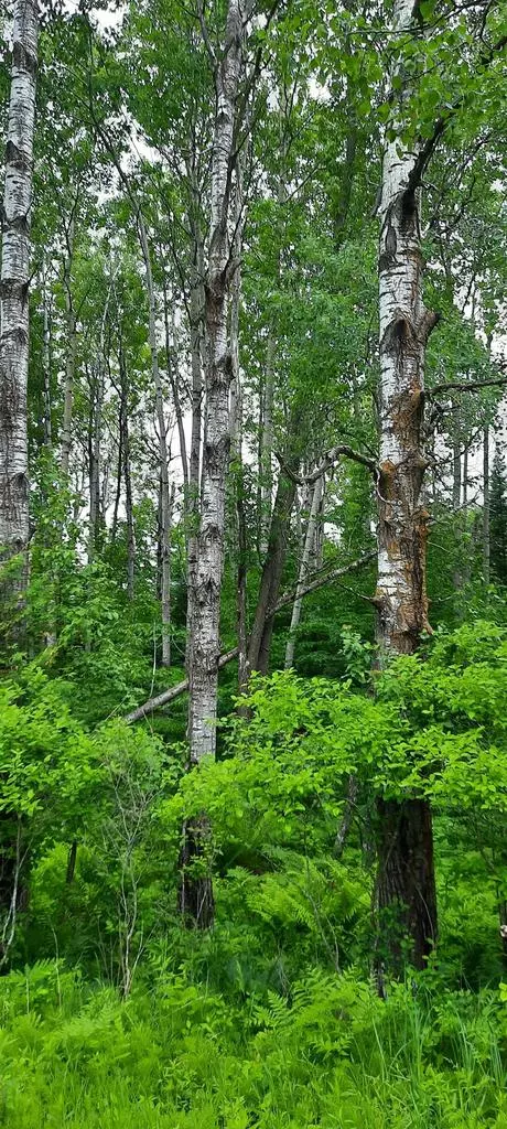 Marion, WI 54950,HWY S