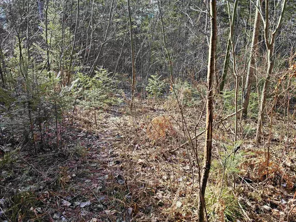 Irma, WI 54442,TAMARACK LANE