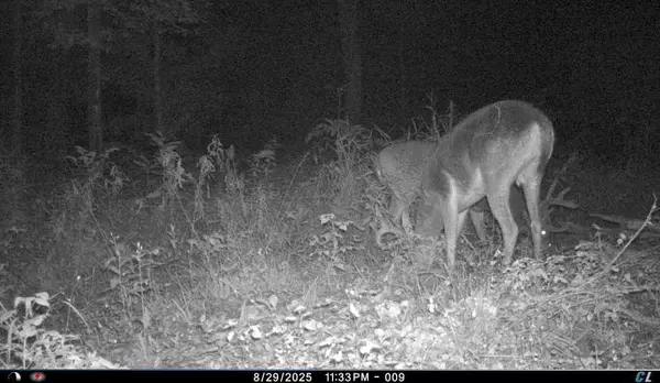 Bowler, WI 54416,15616 BLUEBERRY ROAD