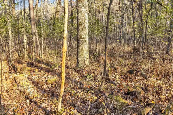 Iola, WI 54945,GG ROAD