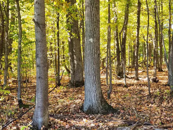 Bayfield, WI 54814,XXX Raspberry Ln