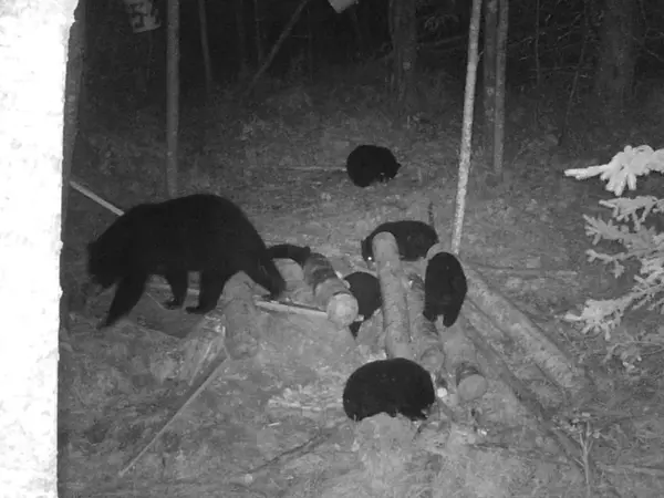 Port Wing, WI 54820,80 Acres Near Tar Paper Alley