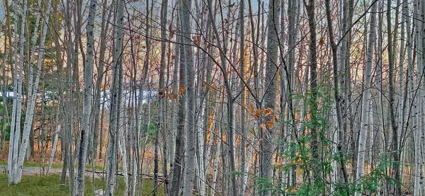 Bayfield, WI 54814,Lot Z Apple Hill Rd