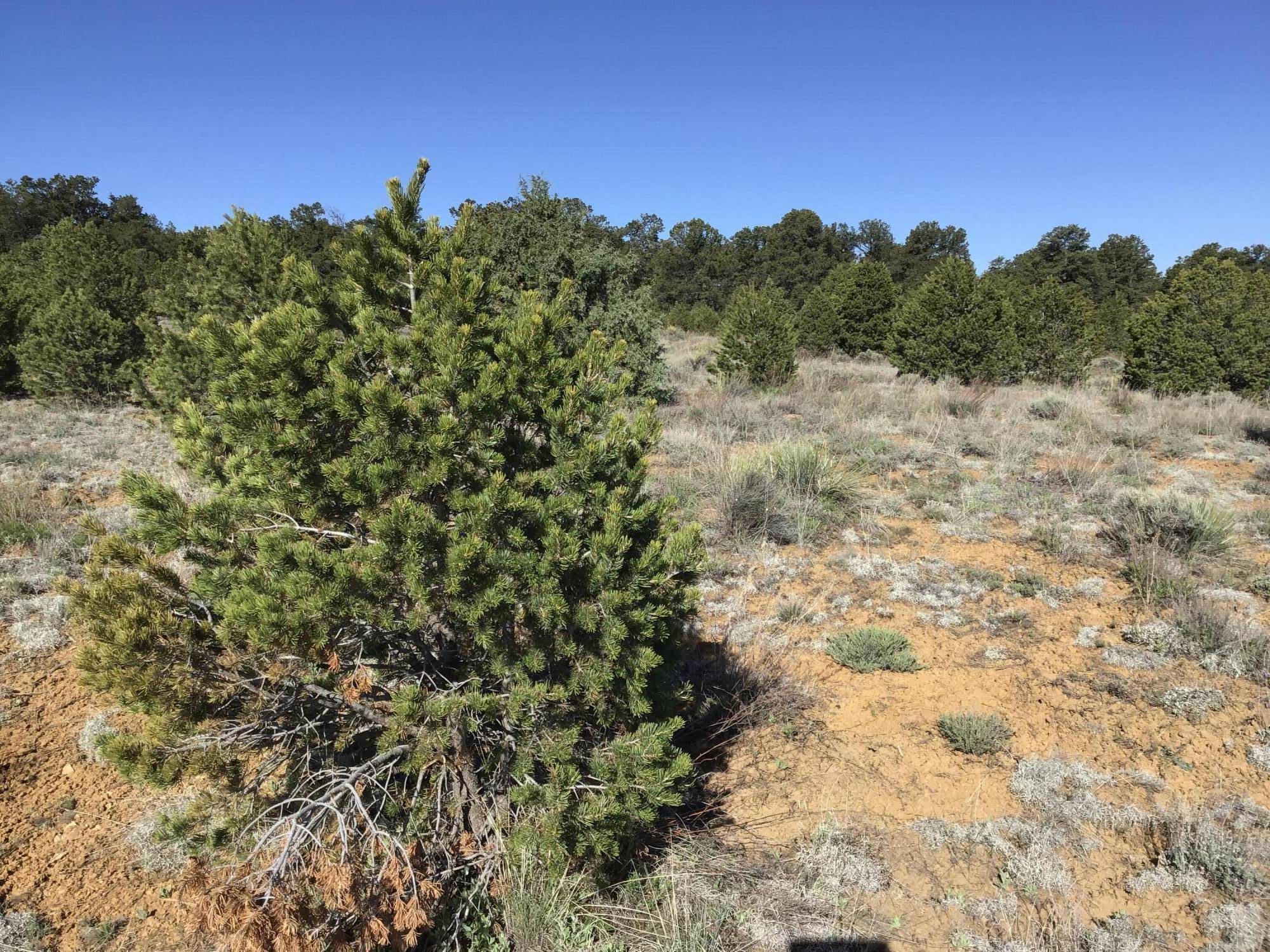 Ramah, NM 87321,Lot 11 Pinecrest RD
