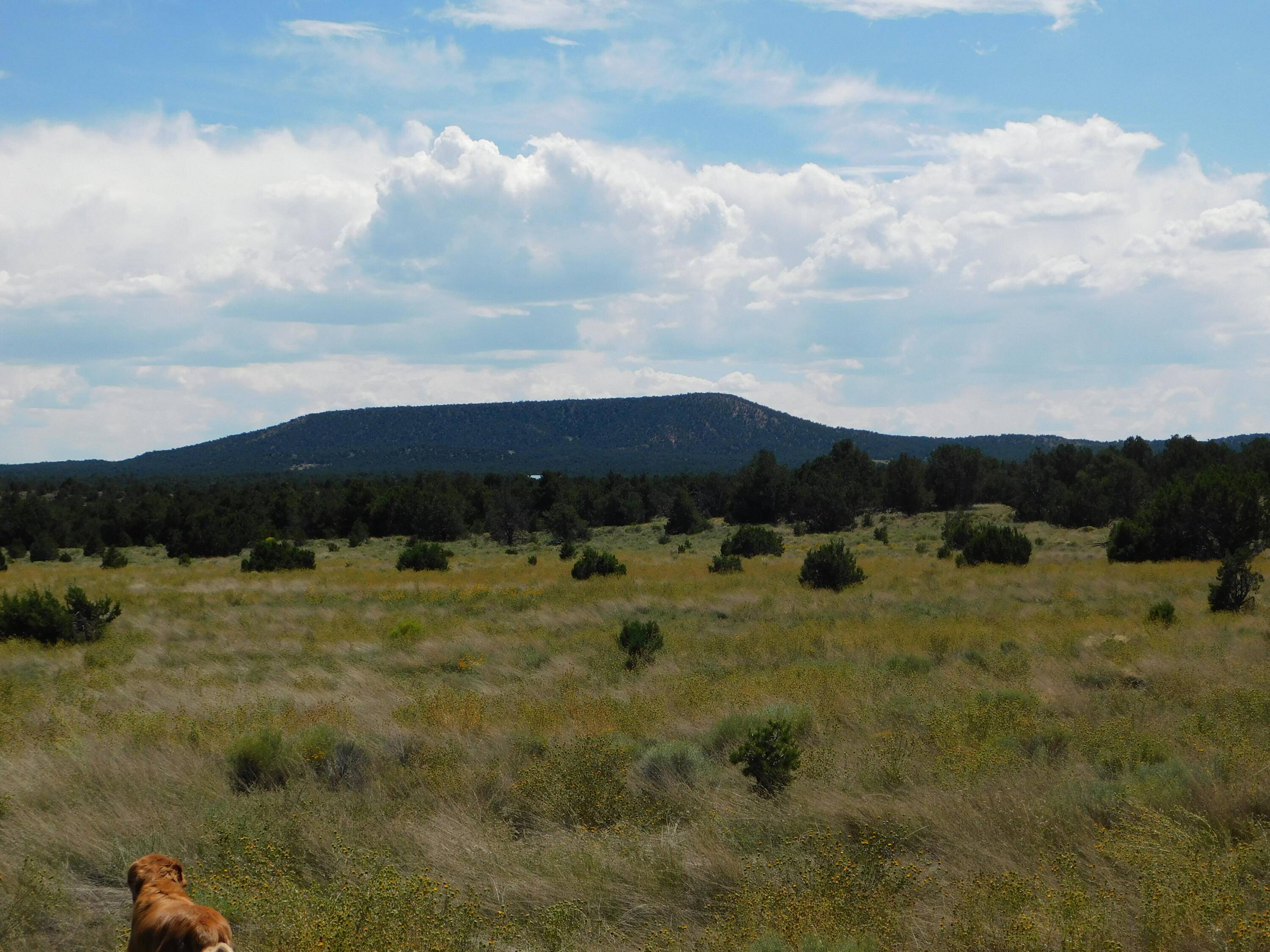 Pie Town, NM 87827,Lot 12 Pinion Trails