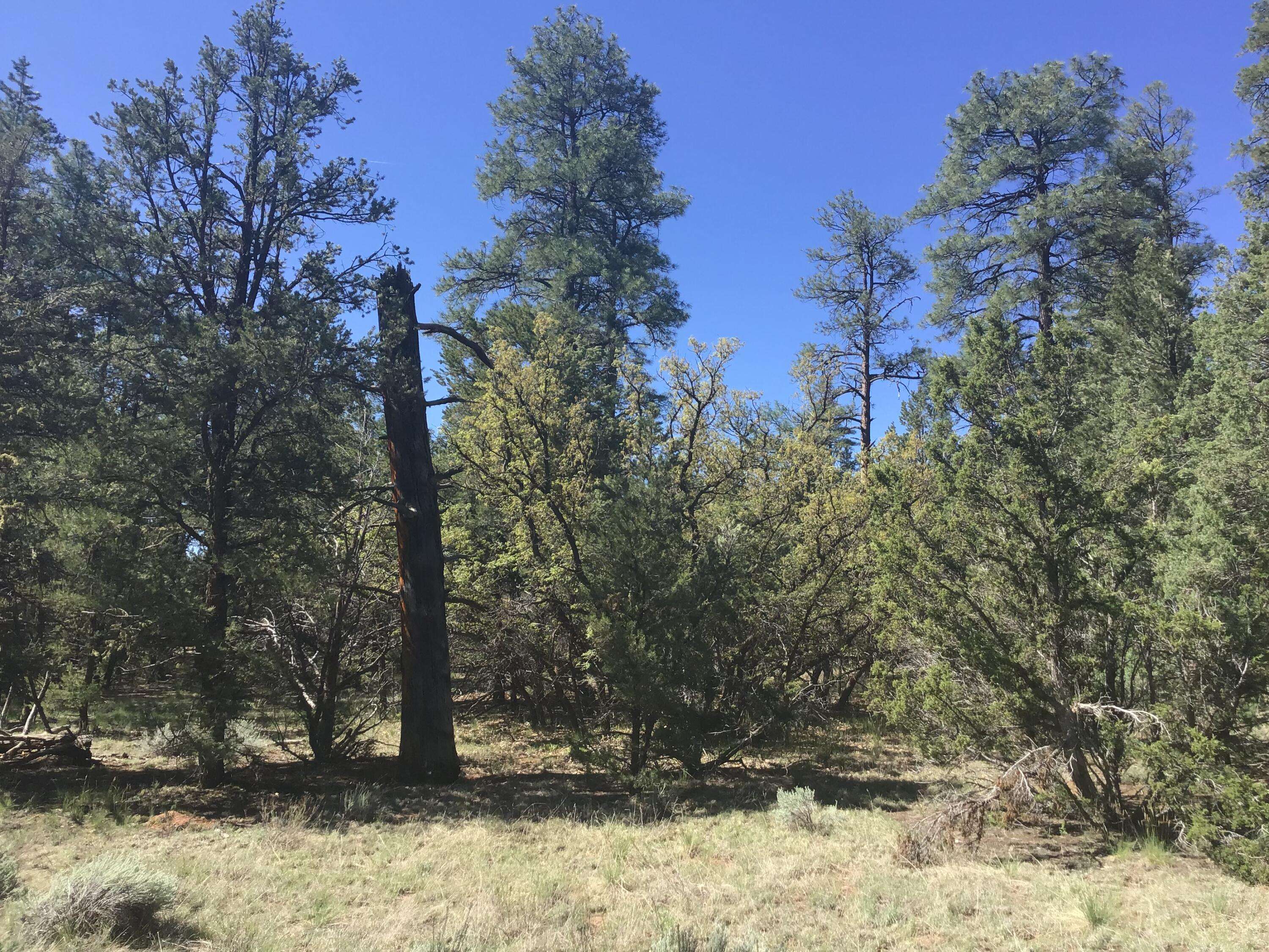 Ramah, NM 87321,Lot 33 Aspen LOOP