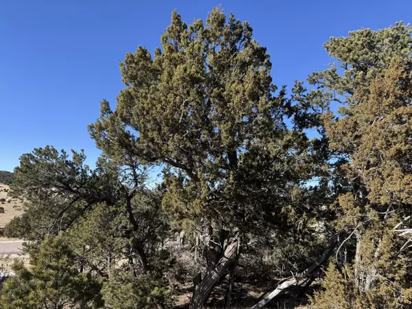 Tijeras, NM 87059,31 PUNCH CT
