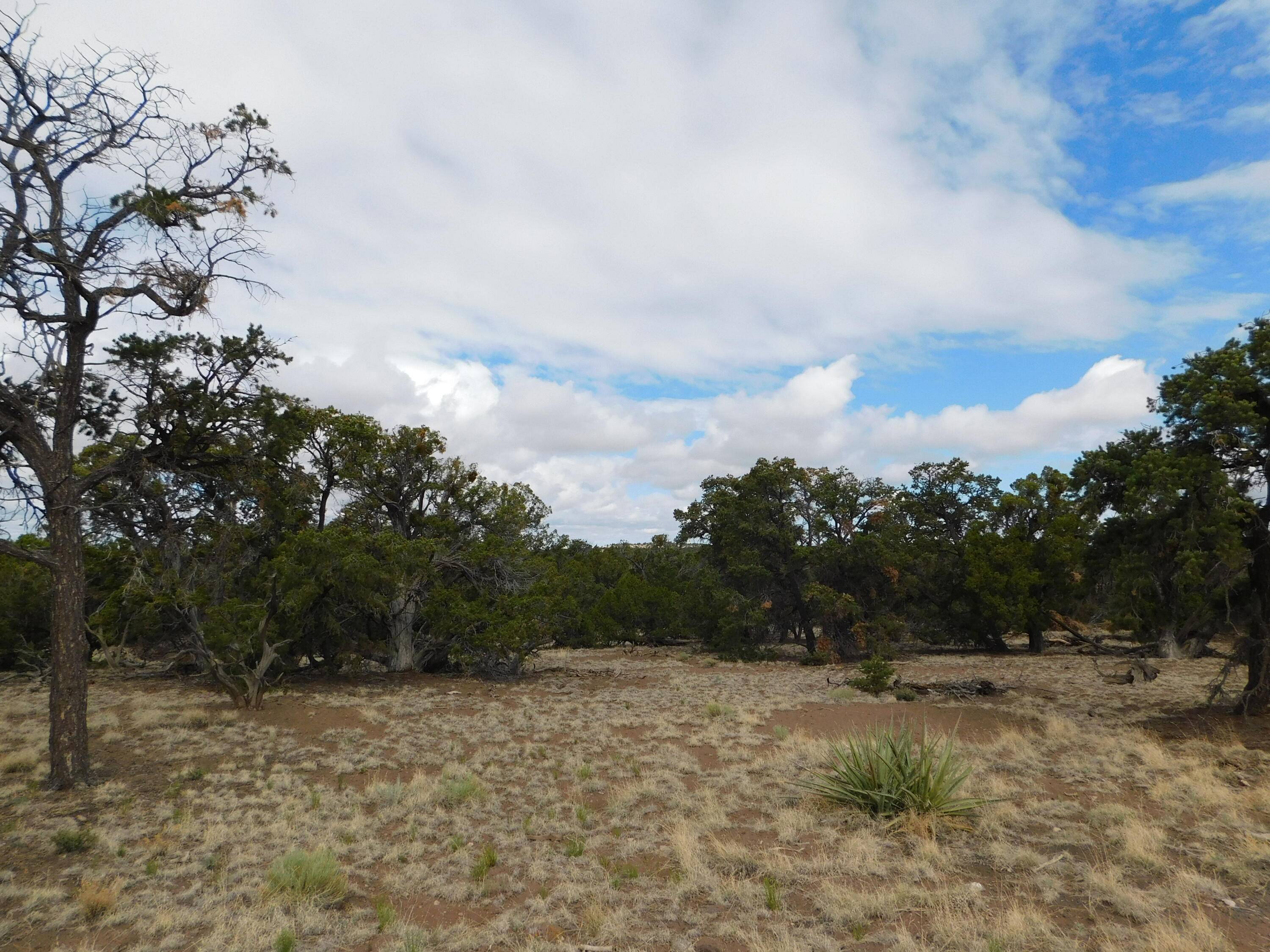 Quemado, NM 87829,Lot 138 Agua Fria LOOP