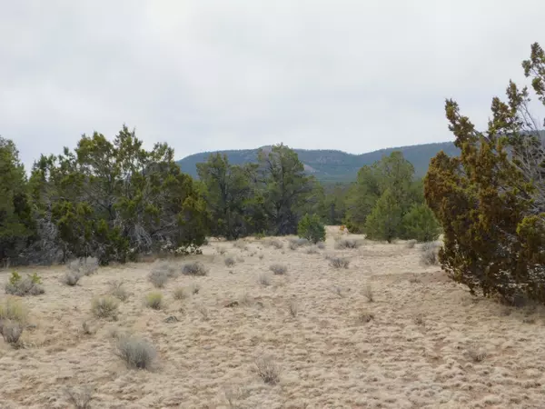 Quemado, NM 87829,GILA DRIVE