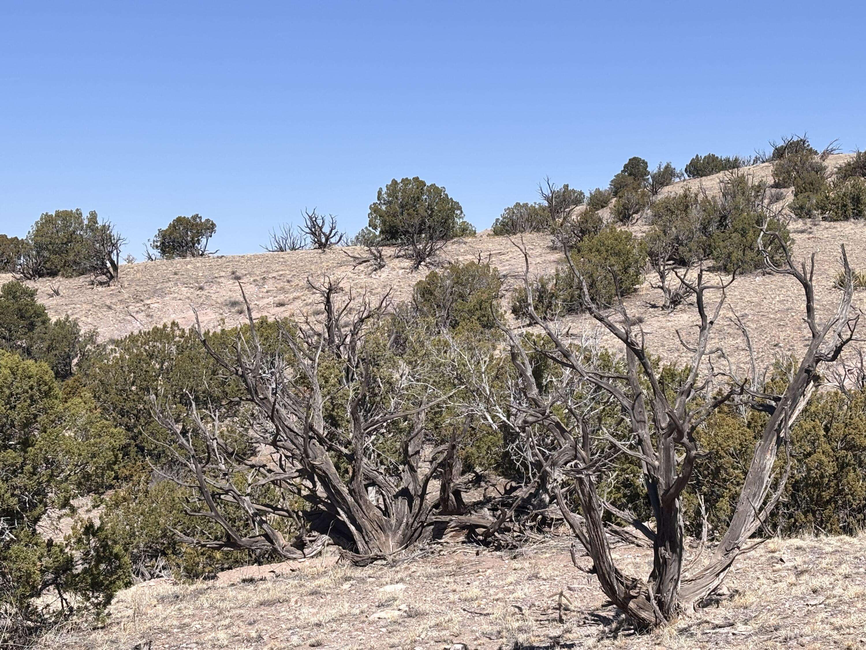 Magdalena, NM 87825,Lot 126 Abbe Springs