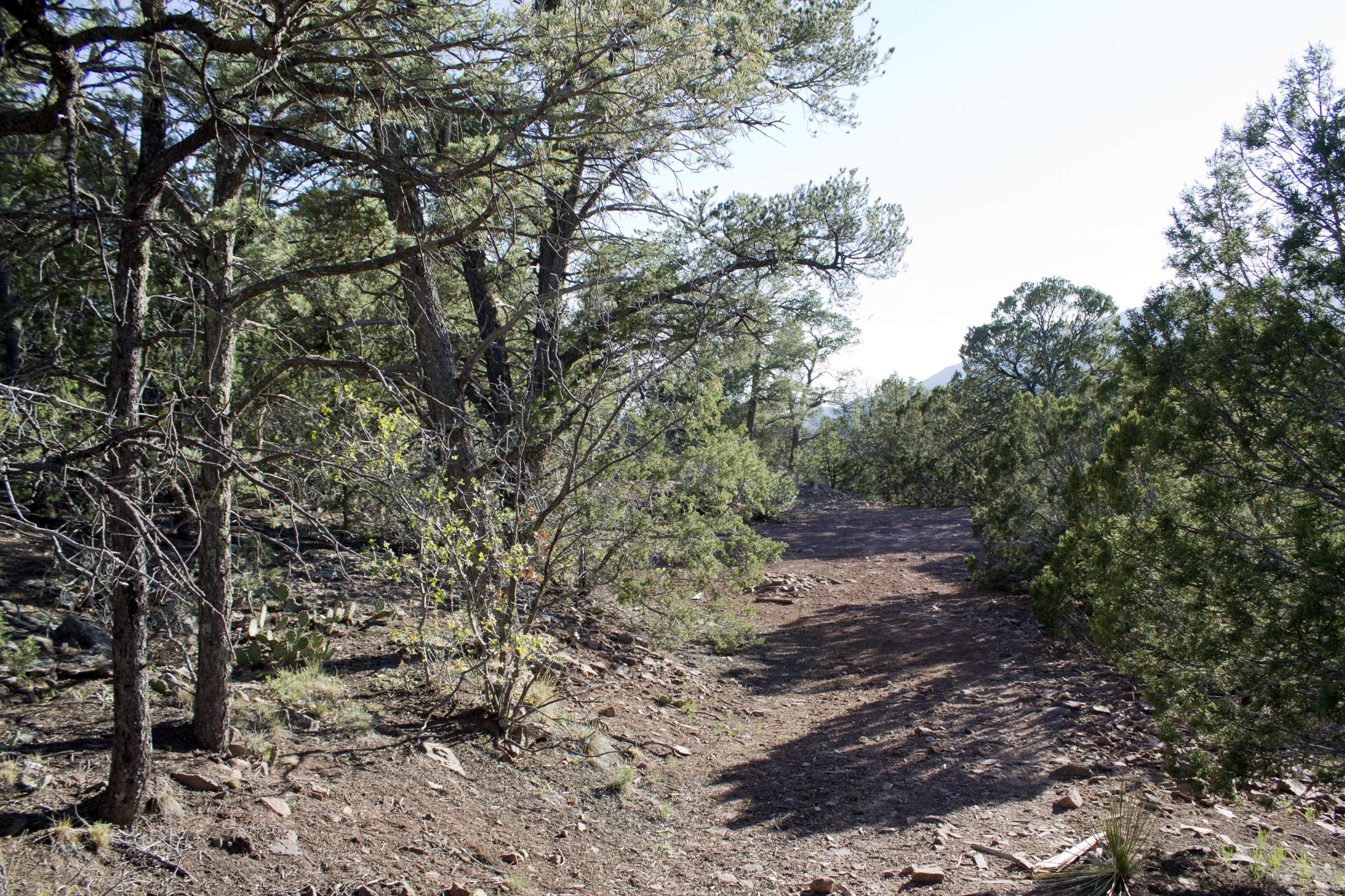 Tijeras, NM 87059,42 Puntilla DR