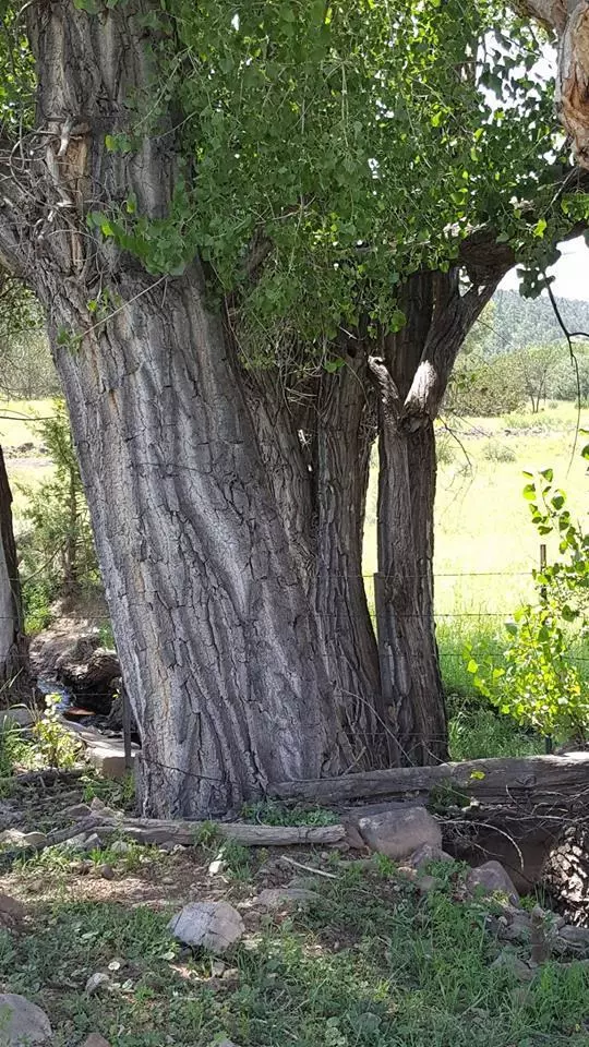 Aragon, NM 87820,2664 NM- 12