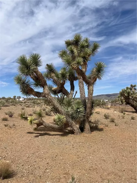 327-02-131 Sunflower Dr, Dolan Springs, AZ 86441