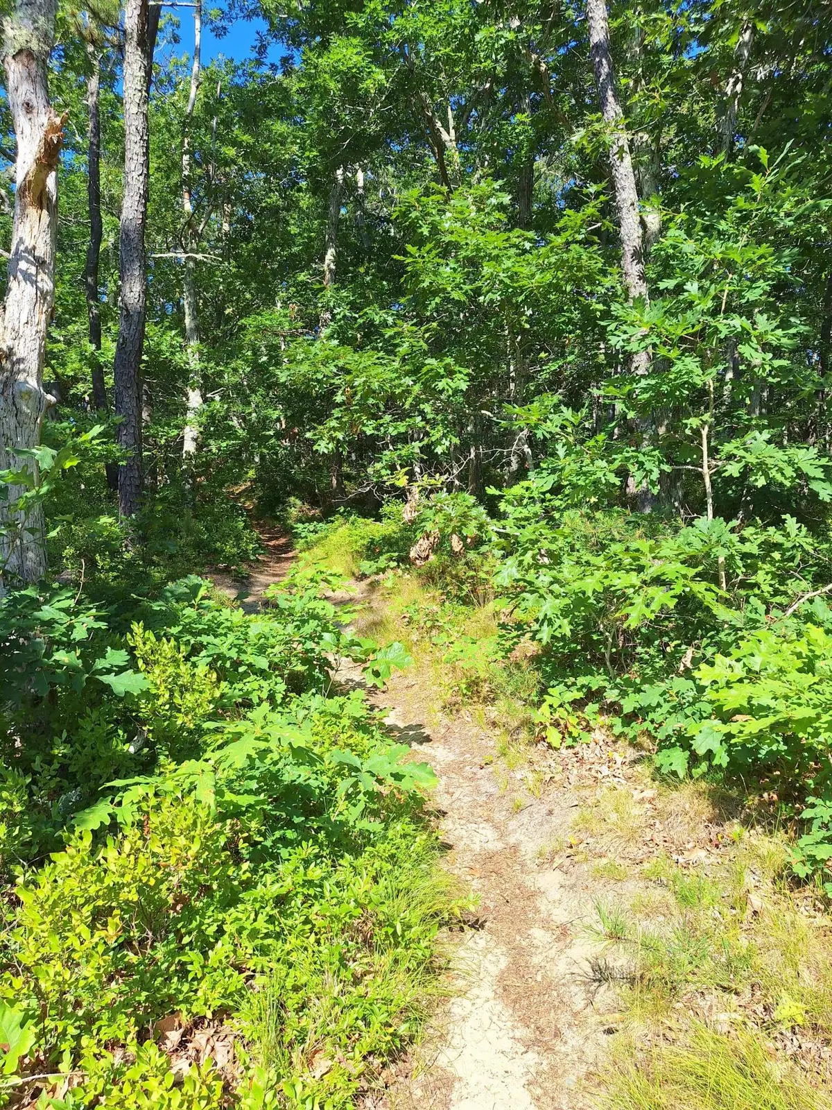 Wellfleet, MA 02667,49 Oak Valley Road