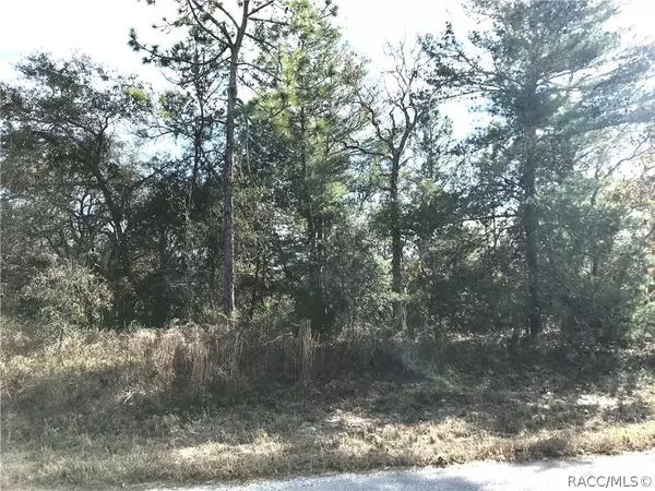 Homosassa, FL 34446,4 Rudbeckia CT