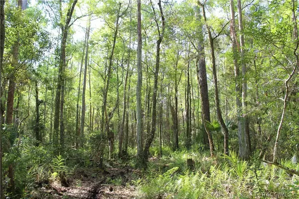 Homosassa, FL 34448,1500 S Candlenut AVE