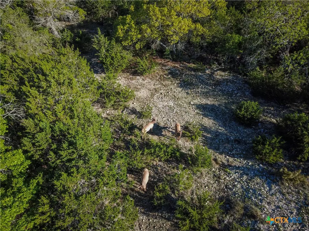Pipe Creek, TX 78063,000 Blackbuck Trail