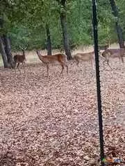 Gatesville, TX 76528,650 County Road 82