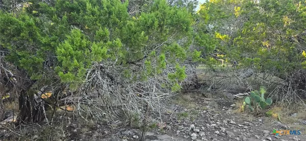 Spring Branch, TX 78070,203 Palm