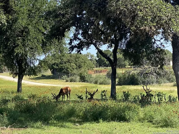 LOT 43 Blackbuck Trail, Pipe Creek, TX 78063