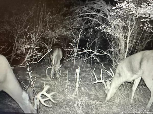 Kingsbury, TX 78638,13004 FM 3353
