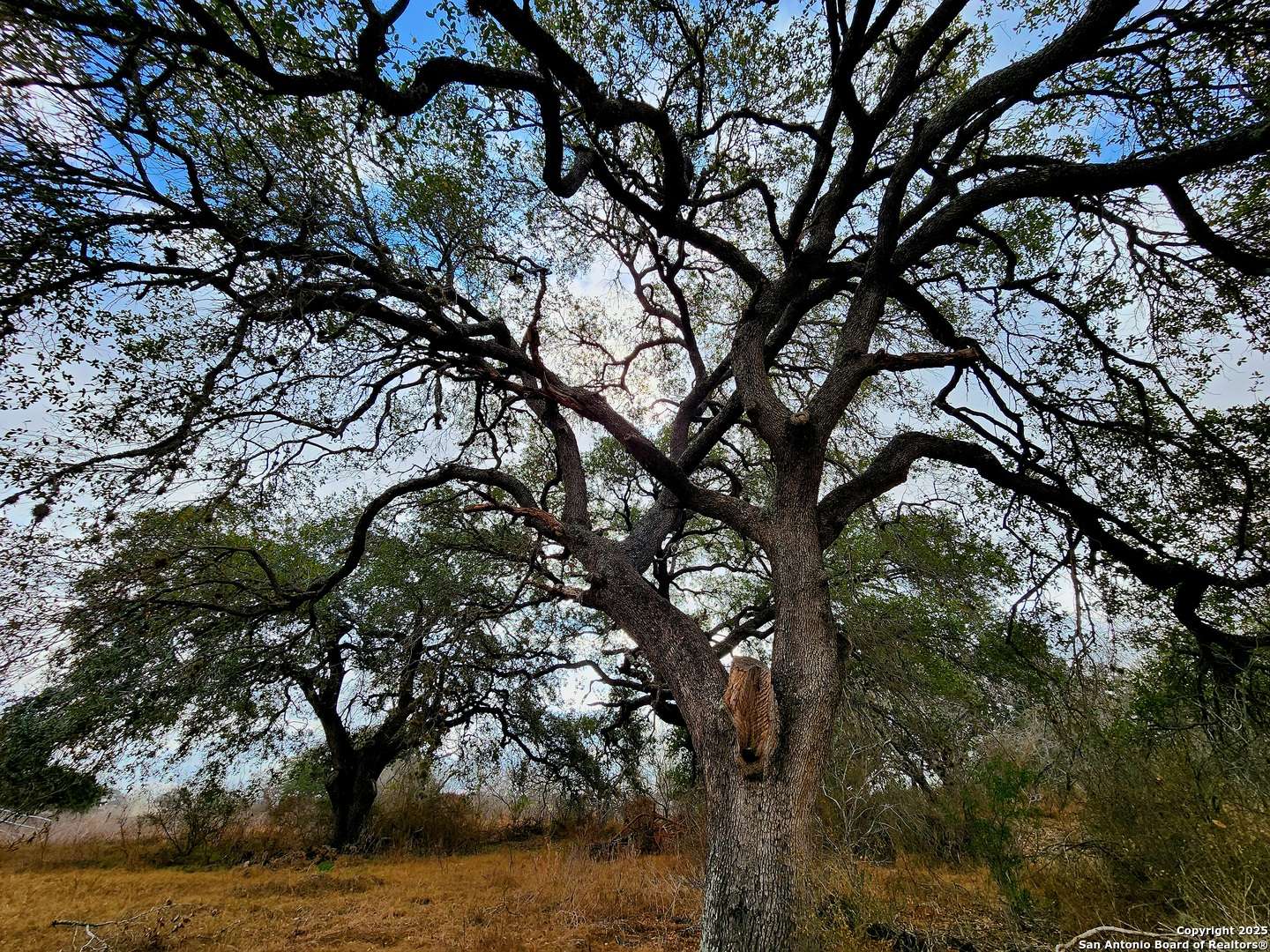 Poteet, TX 78065,217 pr olga