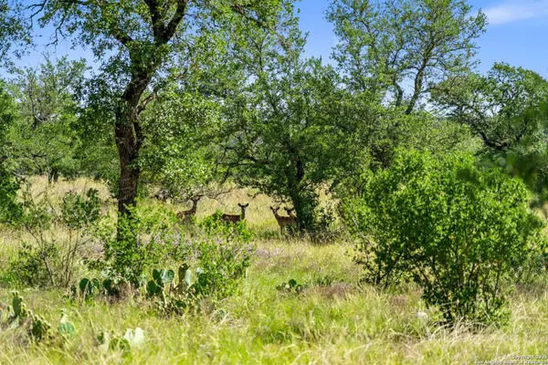 Johnson City, TX 78636,620 Rio Vista Rd
